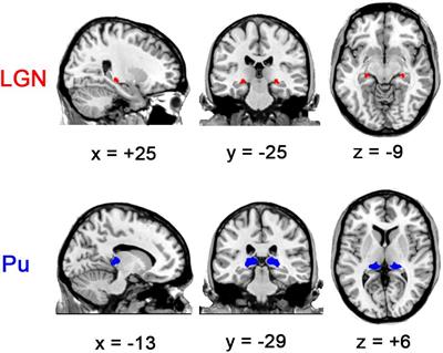 Links Between the Amplitude Modulation of Low-Frequency Spontaneous Fluctuation Across Resting State Conditions and Thalamic Functional Connectivity